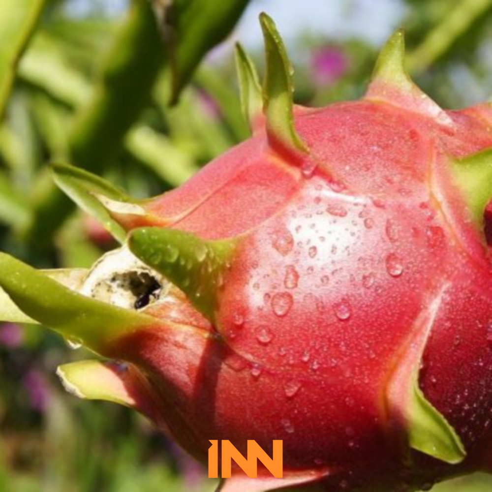 WHOLESALE WORLD FRESH DRAGON PITAYA WHITE DRAGON FRUIT